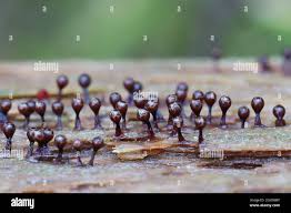 Attēlu rezultāti vaicājumam “Trichia botrytis”