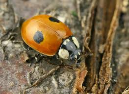 Attēlu rezultāti vaicājumam “Adalia bipunctata”