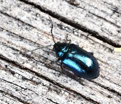 Attēlu rezultāti vaicājumam “Alticinae”