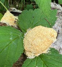 Attēlu rezultāti vaicājumam “Fuligo septica var. candida spores”