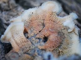 Attēlu rezultāti vaicājumam “Phlebia tremellosa”