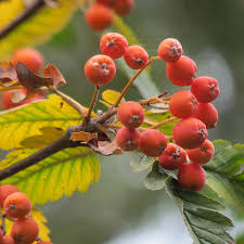 Attēlu rezultāti vaicājumam “Sorbus intermedia”