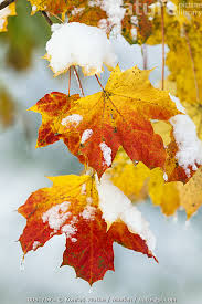 Attēlu rezultāti vaicājumam “Acer platanoides leaf”