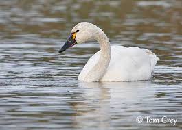Attēlu rezultāti vaicājumam “Cygnus columbianus”