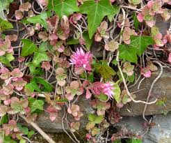 Attēlu rezultāti vaicājumam “Phedimus spurius”