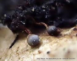 Attēlu rezultāti vaicājumam “Hemitrichia lutescens spores”