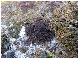 Attēlu rezultāti vaicājumam “Antitrichia curtipendula sporophyte”