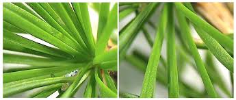 Attēlu rezultāti vaicājumam “Adelges laricis nymph”