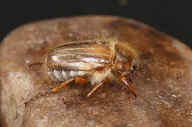 Attēlu rezultāti vaicājumam “Amphimallon solstitiale imago”