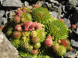 Attēlu rezultāti vaicājumam “Jovibarba globifera bud”