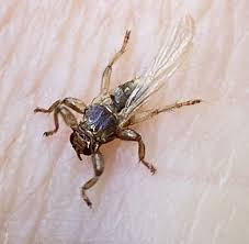 Attēlu rezultāti vaicājumam “Lipoptena cervi”