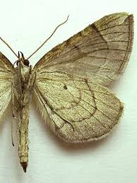 Attēlu rezultāti vaicājumam “Eulithis testata”