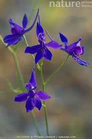 Image result for Consolida regalis