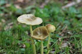 Attēlu rezultāti vaicājumam “Bolbitius vitellinus”