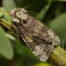 Attēlu rezultāti vaicājumam “Craniophora ligustri imago”