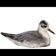 Attēlu rezultāti vaicājumam “Phalaropus fulicarius adult”