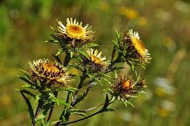 Attēlu rezultāti vaicājumam “Carlina biebersteinii”