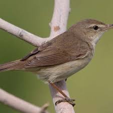 Image result for Acrocephalus aedon