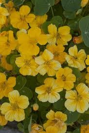 Image result for Tropaeolum minus