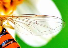 Attēlu rezultāti vaicājumam “Syrphidae”