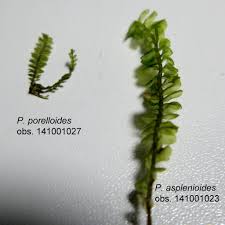 Attēlu rezultāti vaicājumam “Plagiochila porelloides”