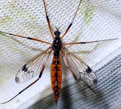 Attēlu rezultāti vaicājumam “Dictenidia bimaculata”