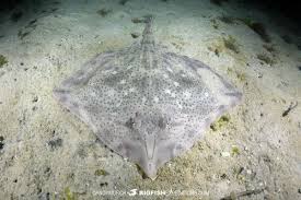 Image result for Raja straeleni