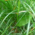 Attēlu rezultāti vaicājumam “Malaxis monophyllos leaf”