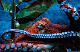 Image result for Enteroctopus dofleini