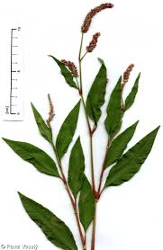 Attēlu rezultāti vaicājumam “Persicaria lapathifolia”