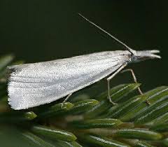 Attēlu rezultāti vaicājumam “Crambus silvella”