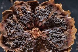 Attēlu rezultāti vaicājumam “Pucciniastrum areolatum”