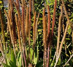 Attēlu rezultāti vaicājumam “Plantago uniflora leaf”