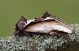 Attēlu rezultāti vaicājumam “Pheosia gnoma”