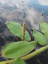 Attēlu rezultāti vaicājumam “Potamogeton natans”