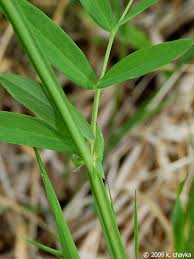 Attēlu rezultāti vaicājumam “Polymerus palustris”