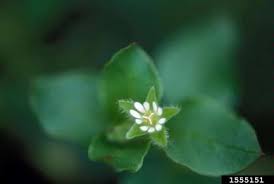 Attēlu rezultāti vaicājumam “Stellaria pallida”