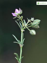 Attēlu rezultāti vaicājumam “Spergularia rubra”