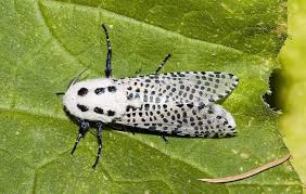 Attēlu rezultāti vaicājumam “Lamellocossus terebra”