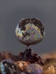 Attēlu rezultāti vaicājumam “Lamproderma pulchellum macro”