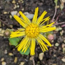 Attēlu rezultāti vaicājumam “Tussilago farfara flower”