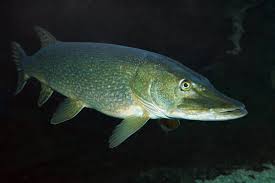 Attēlu rezultāti vaicājumam “Esox lucius”