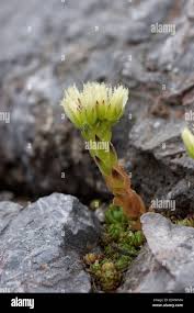 Attēlu rezultāti vaicājumam “Jovibarba globifera flower”