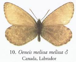 Attēlu rezultāti vaicājumam “Oeneis jutta underside”