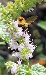 Attēlu rezultāti vaicājumam “Mentha spicata flower”