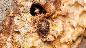 Attēlu rezultāti vaicājumam “Bolitophagus reticulatus larva”