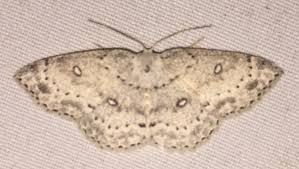 Attēlu rezultāti vaicājumam “Cyclophora pendularia”