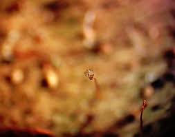 Attēlu rezultāti vaicājumam “Cribraria purpurea spores”