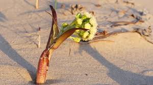 Attēlu rezultāti vaicājumam “Petasites spurius flower”