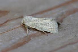 Attēlu rezultāti vaicājumam “Chortodes fluxa”